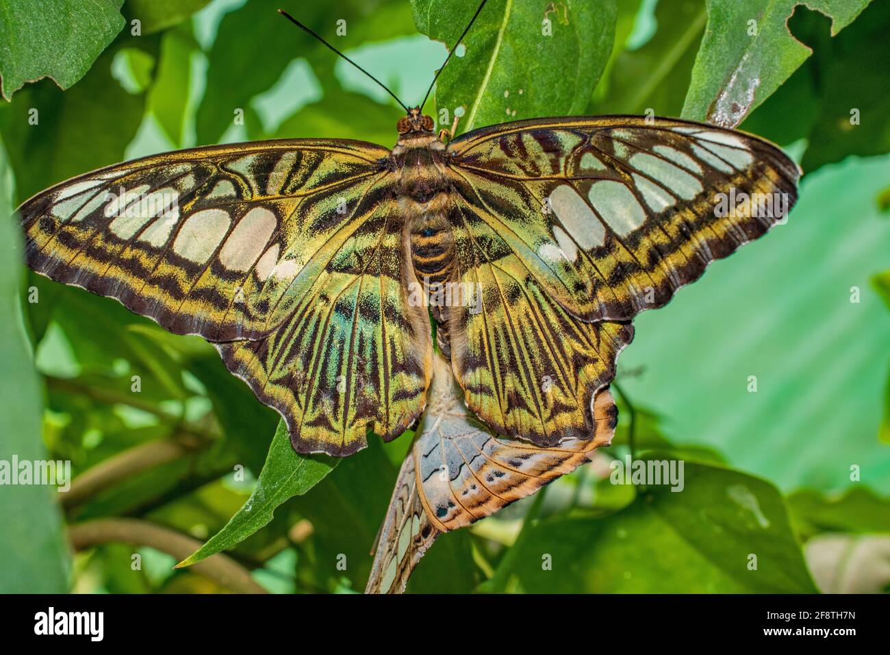 Un Clipper 'Brush footed' Butterfly poggiato su una foglia con un'altra farfalla sul lato inferiore Foto Stock