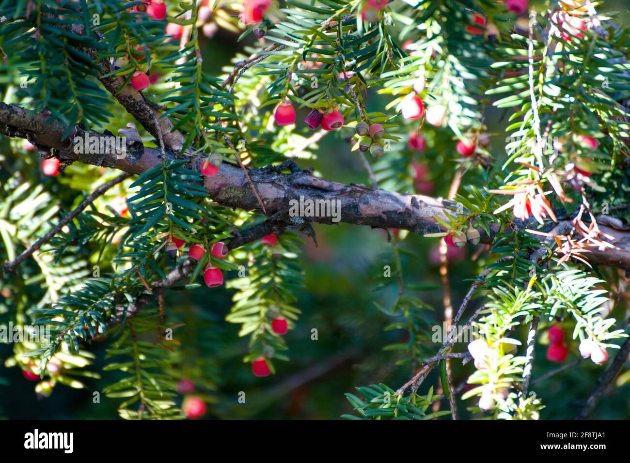 Taxus cuspidata, il tasso giapponese o tasso di diffusione, un albero di conifere. Belle bacche rosse al sole, chiamate arils con una tazza rossa carnosa. Foto Stock