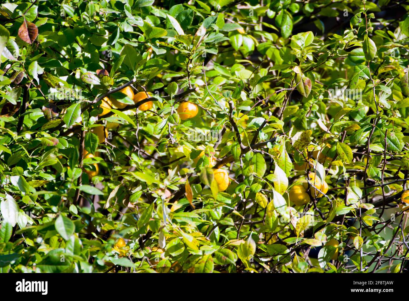 Albero di mele cotogne cinese con frutta. Un arbusto o un piccolo albero che porta il frutto della mela cotogna, originario dell'Asia occidentale. Foto Stock