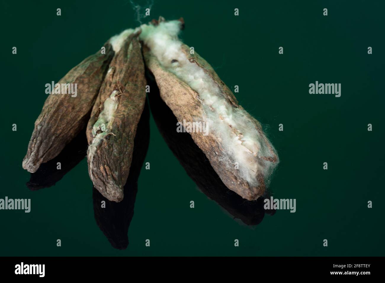 Kapok o frutta di celba, localmente chiamato come kekabu. Tradizionalmente, la fibra simile al cotone è usata come cuscini e come riempimento di materia. Punti di messa a fuoco selettivi. Foto Stock