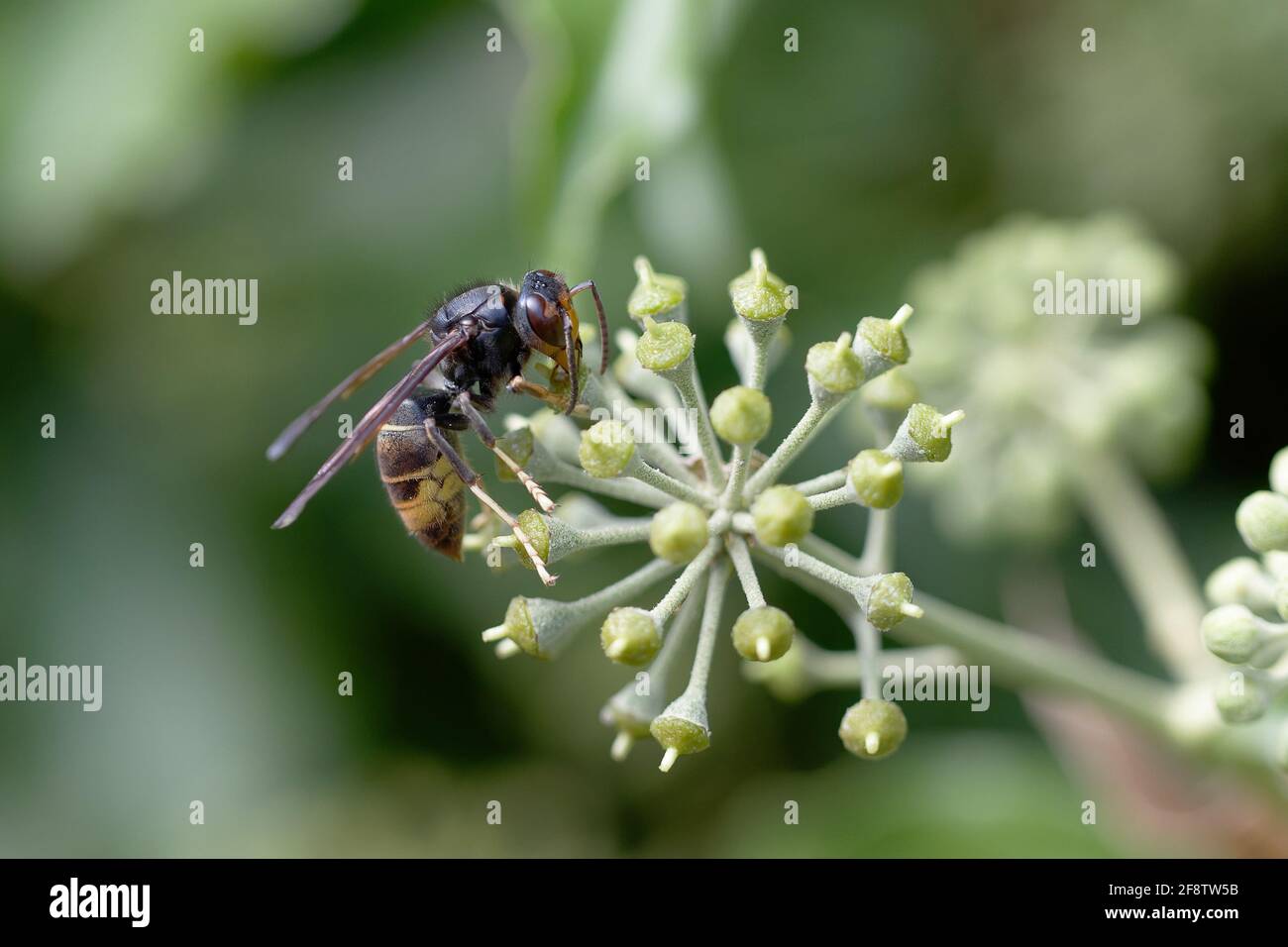 Vespa velutina nigritorace che si nuoce o vola su edera Foto Stock