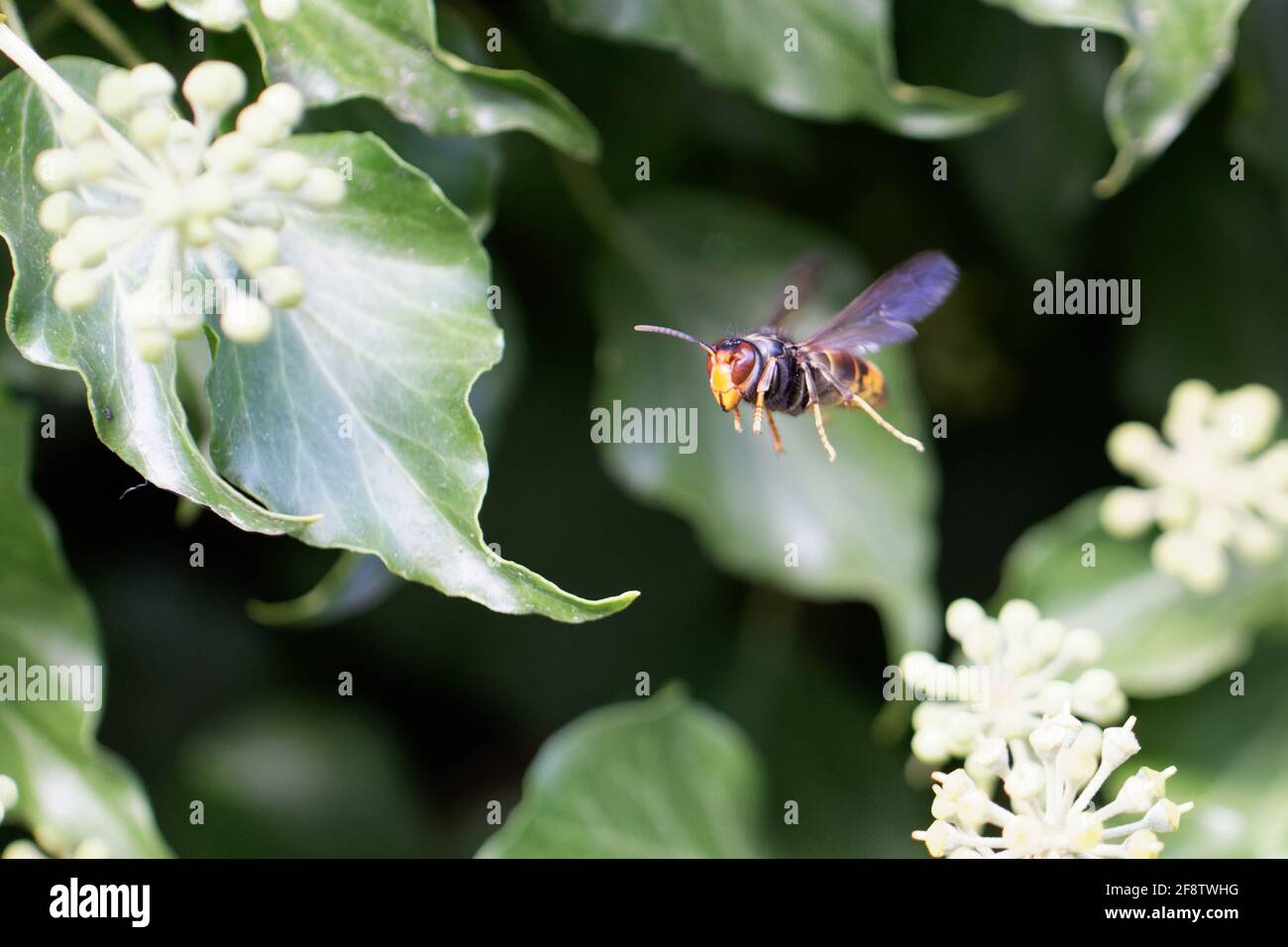 Vespa velutina nigritorace che si nuoce o vola su edera Foto Stock