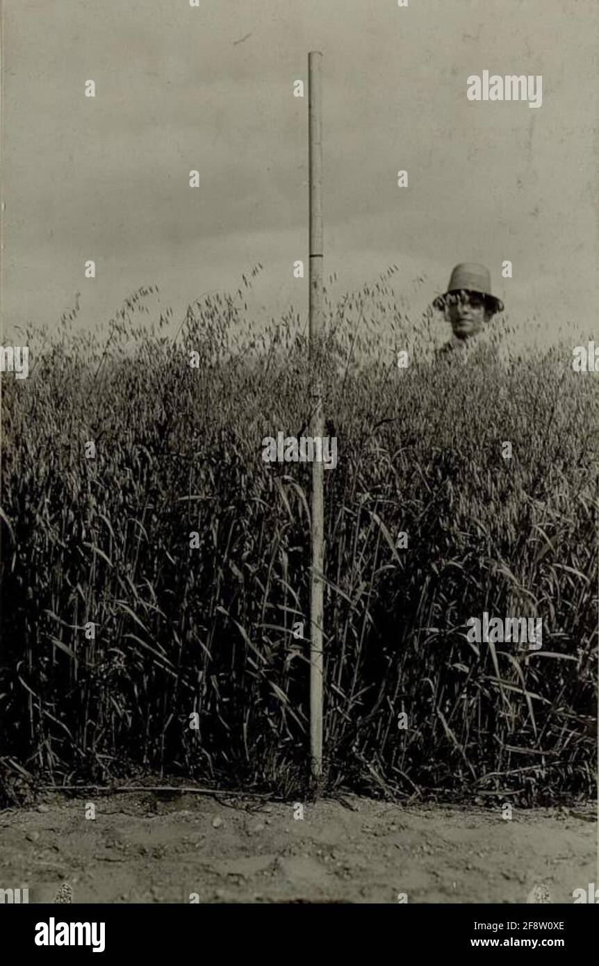 Thon Thinach a Klagenfurth. Ormeggio con la coltivazione dei moores dannosi. Livello OAT all'inizio di agosto ca.1 m 30 cm di altezza. Il ragazzo contadino che sta in campo si trova sui comparatori uguali lontano dalla fascia di campo nel campo. . Foto Stock