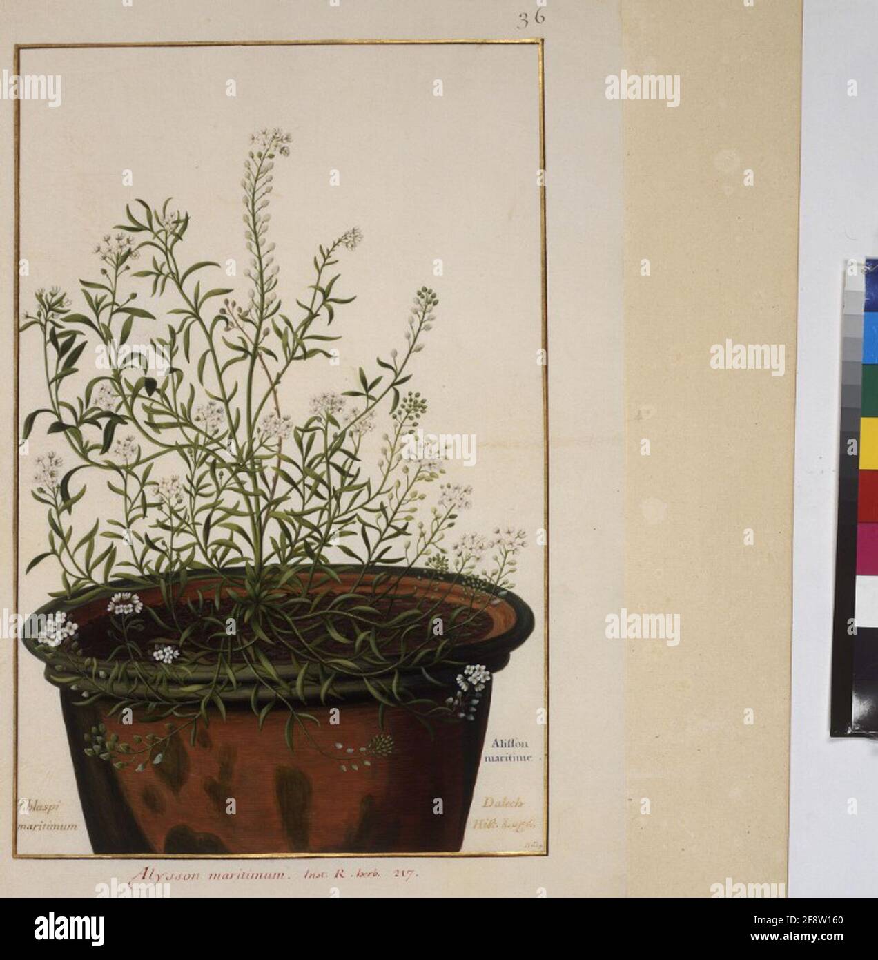 COD. Min. 53, vol. 1, fol. 36r: Florilegio del principe Eugenio di Savoia: Alysson maritimum – dolce alyssum pagina intera: Studio delle piante (Alysson maritimum, oggi appartenente alla specie di Lobularia maritima – dolce alyssum). In: Florilegio del Principe Eugenio di Savoia, Parigi, 3° quarto del XVII sec. Foto Stock