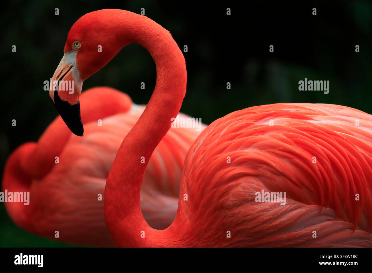 Flamingo in profilo con fenicottero a riposo sullo sfondo., (phoenicotterus sp) Foto Stock