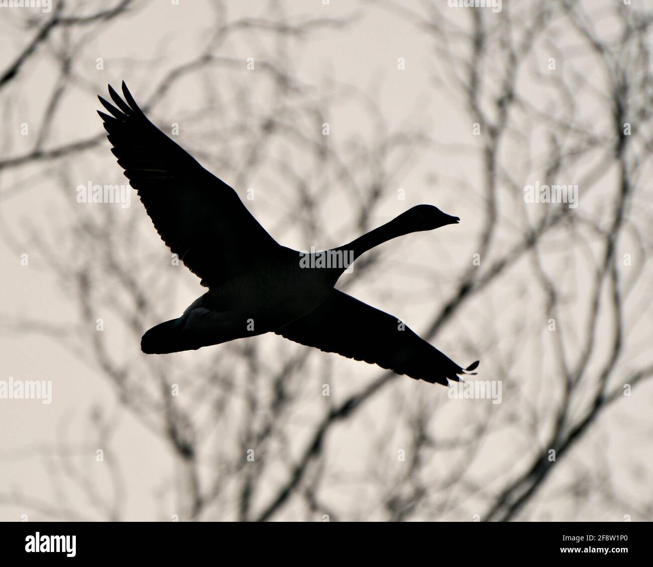 Scorta di foto silhouette di uccello. Silhouette Flying Bird con sfondo sfocato per arte, tatuaggi e altro ancora. Immagine. Immagine. Verticale. Foto Stock