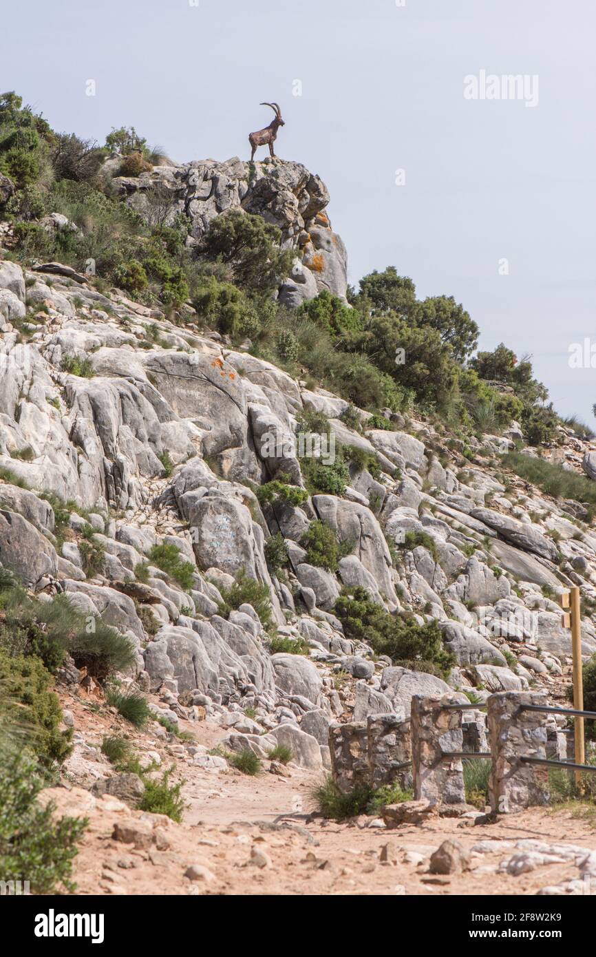 Mirador, punto di vista dalle montagne di Juanar, con la statua di bronzo di stambecco spagnolo, Andalusia, Spagna. Foto Stock