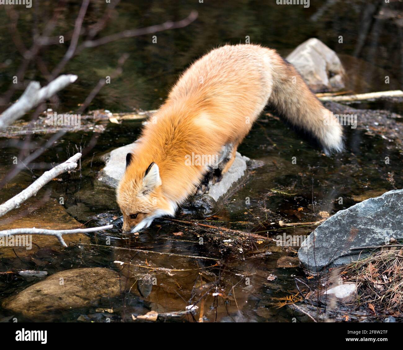 Red Fox primo piano giocare in acqua con il suo muso nella stagione primaverile con sfocatura sfondo d'acqua nel suo ambiente e habitat. Immagine FOX. Foto. Foto Stock