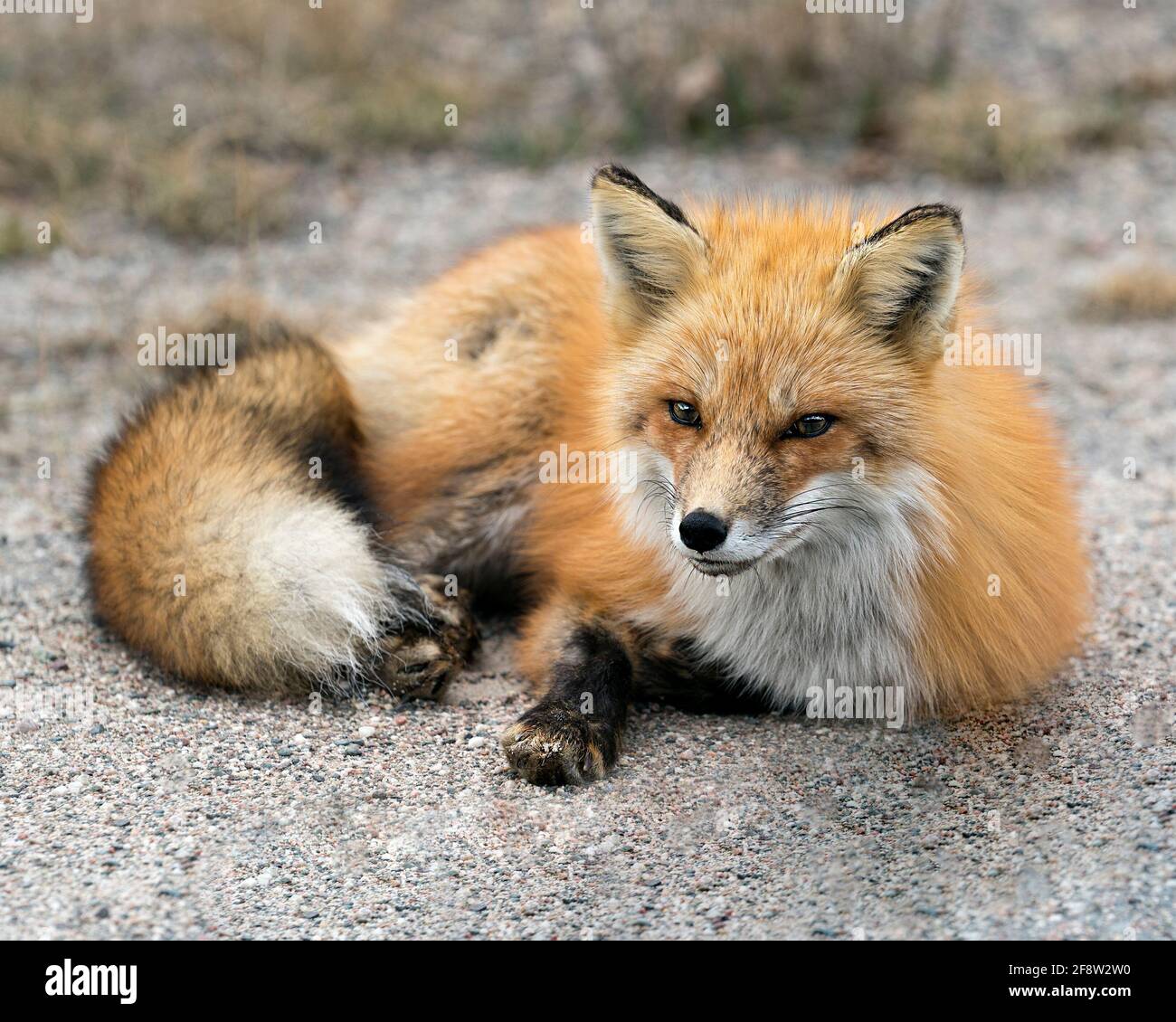 Red Fox primo piano profilo vista riposo e guardando la fotocamera nella stagione primaverile con sfondo sfocato nel suo ambiente e habitat. Immagine FOX. Foto Stock