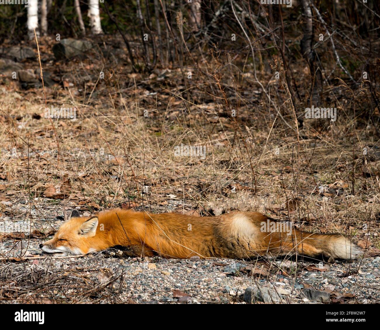 Profilo di primo piano Red Fox che si snooze nella stagione primaverile con sfondo di foresta sfocata nel suo ambiente e habitat. Immagine FOX. Immagine. Verticale Foto Stock