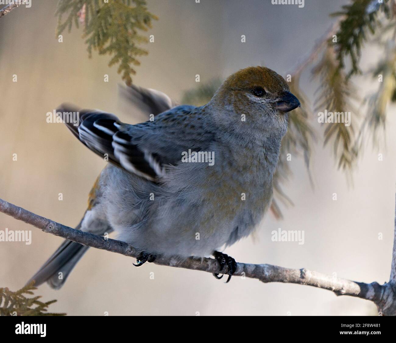 Vista ravvicinata del profilo di Pine Grossbeak, arroccata con uno sfondo sfocato nel suo ambiente e habitat con ali sparse. Immagine. Immagine. Verticale. Foto Stock