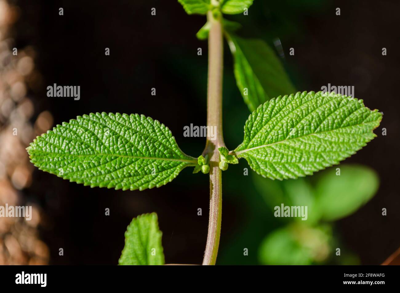 Foglia di menta a doppio colon Foto Stock