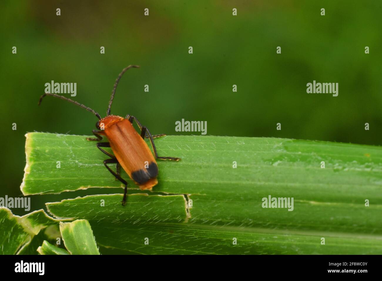 Coleottero soldato arroccato su un'erba. Cordylocera pectoralis. Foto Stock