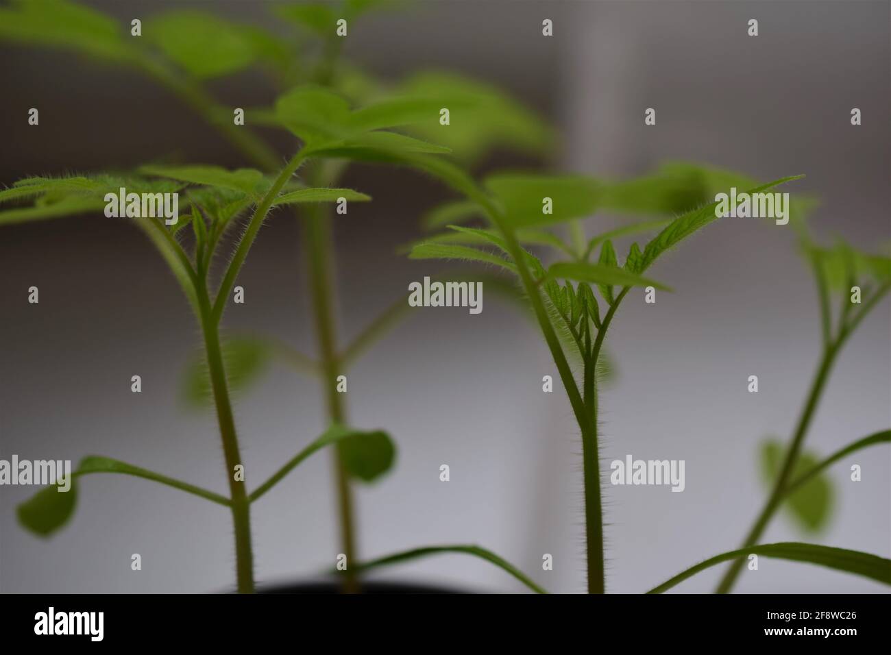 Giovani piante di pomodoro come vista laterale e primo piano Foto Stock