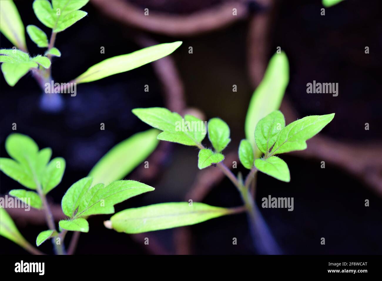 Giovani piante di pomodoro dall'alto e primo piano Foto Stock