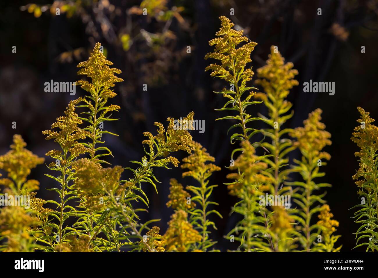 Goldenrod alla fine della stagione fiorita nel mese di ottobre nel Parco Nazionale delle Caverns di Carlsbad, New Mexico, Stati Uniti Foto Stock