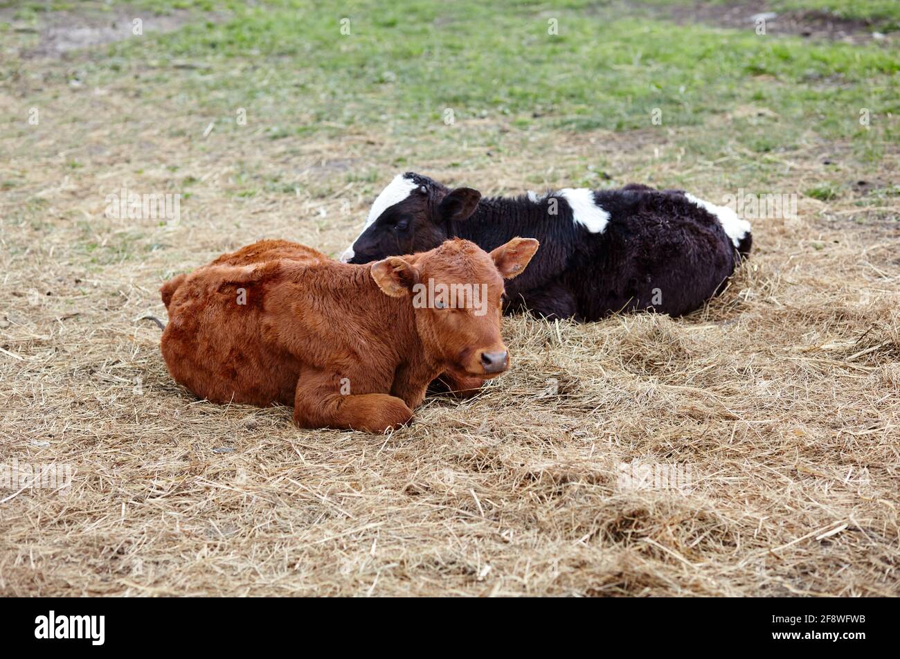 Ritratto di due mucche sdraiate. Paddock in erba su terreni agricoli. Prato vista rurale per le mucche da passeggio Foto Stock