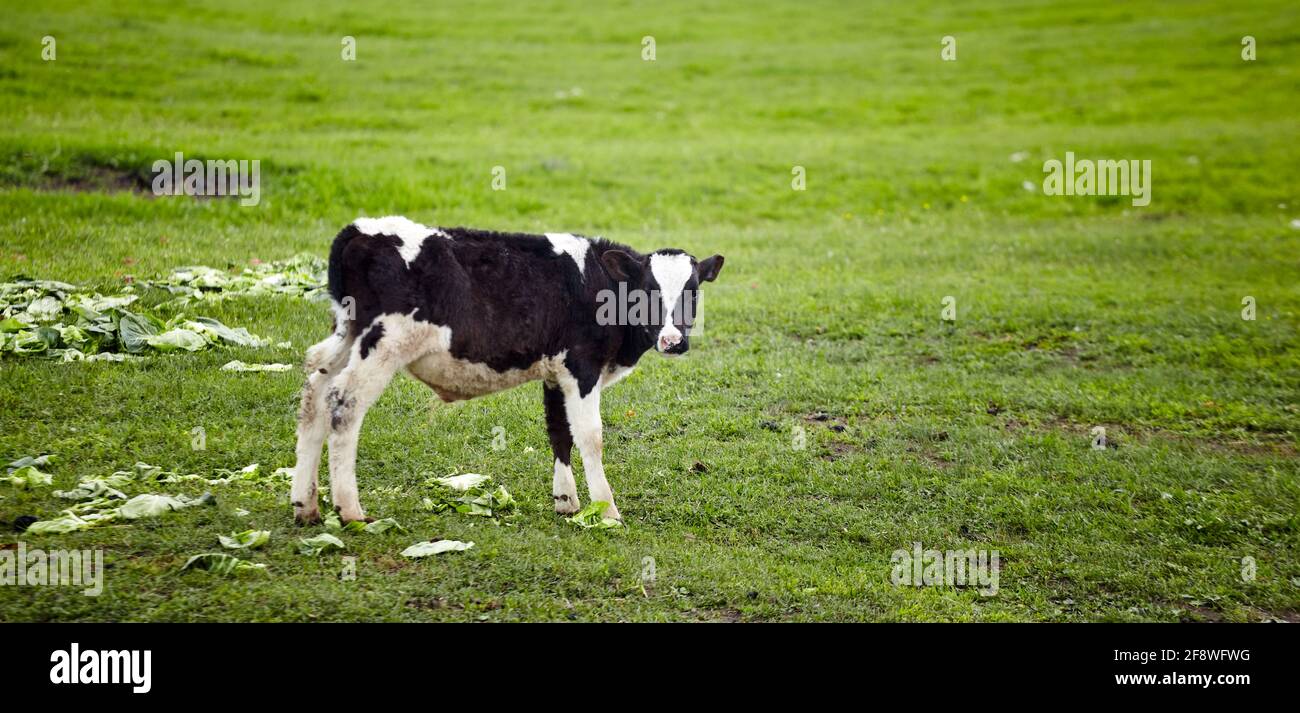 Ritratto di mucca bianca e nera che pascolano su un prato. Paddock in erba su terreni agricoli. Prato vista rurale per le mucche da passeggio Foto Stock