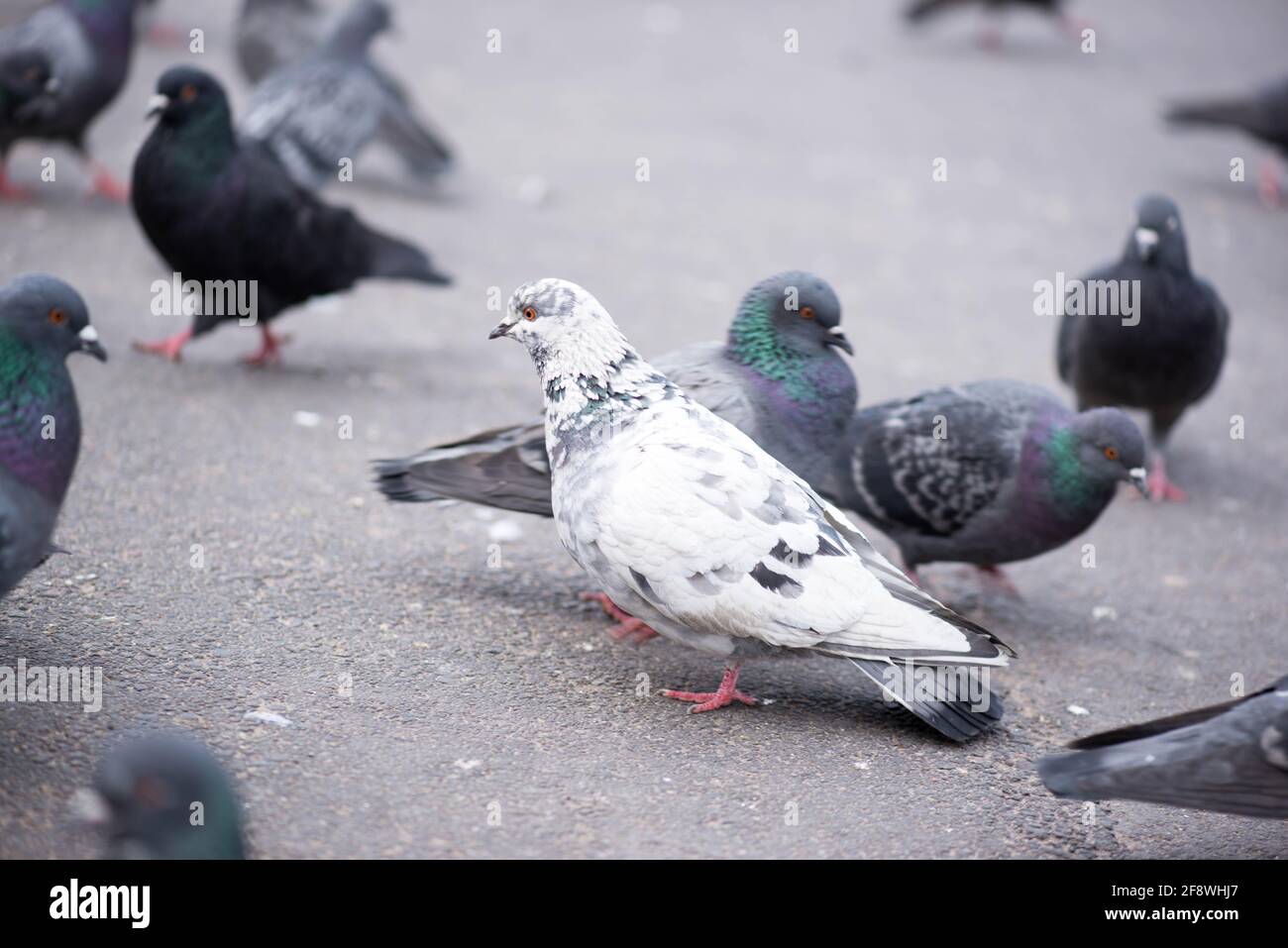 una colomba di pace cammina attraverso la piazza Foto Stock