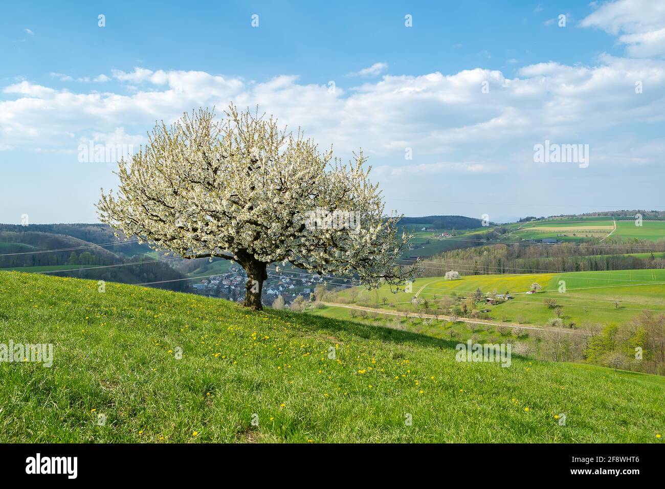 Ispirazione primaverile. Ciliegia fiorente in primavera su prato su uno sfondo di cielo blu. Giorno di primavera brillante Foto Stock