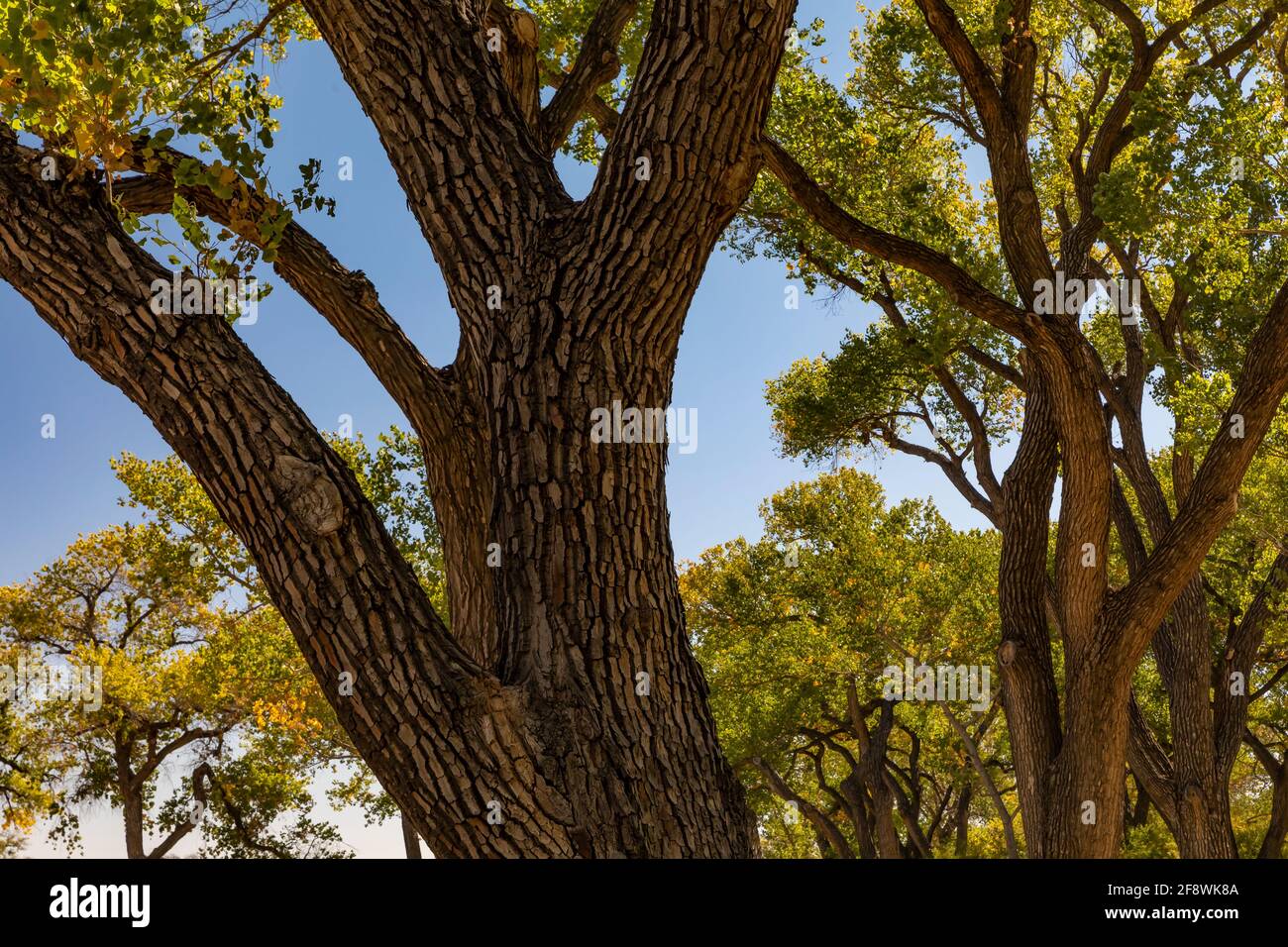 Enormi alberi di Cottonwood nel quartiere storico di Rattlesnake Springs del Parco Nazionale delle Caverns di Carlsbad, New Mexico, Stati Uniti Foto Stock