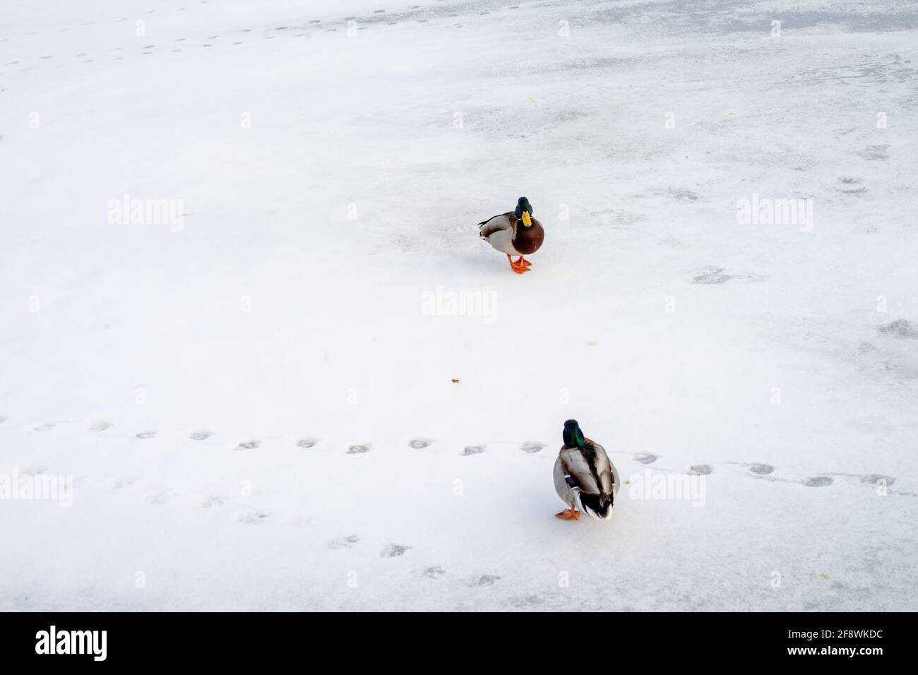 Due anatre selvagge, o mallards che si erono l'una di fronte all'altra duellando sul ghiaccio del fiume Neva congelato a San Pietroburgo, Russia all'inizio della primavera Foto Stock