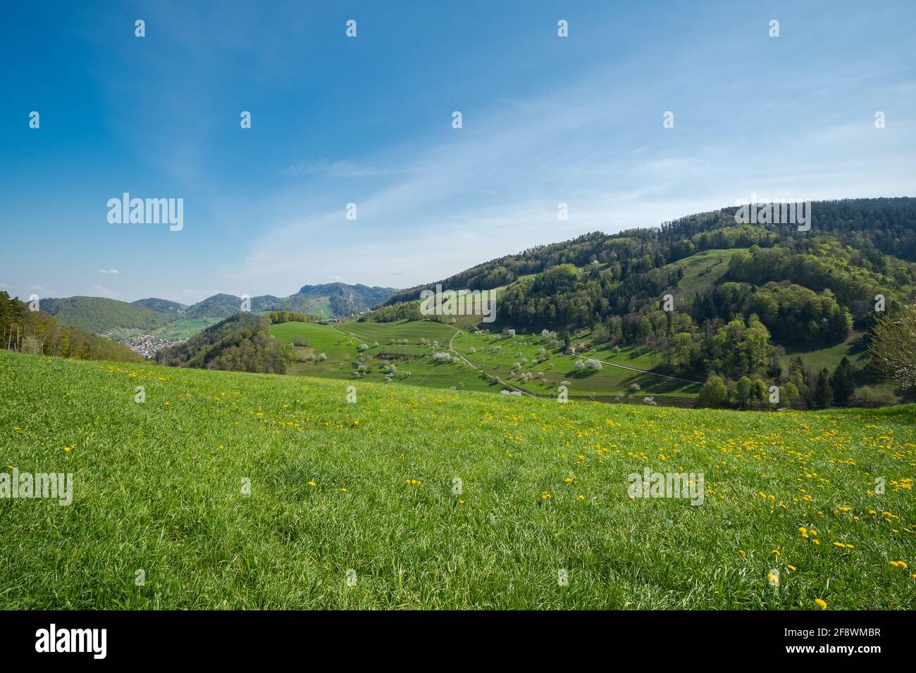 Praterie primaverili e campi in Svizzera. Ciliegi in fiore. Risvegliare la natura Foto Stock