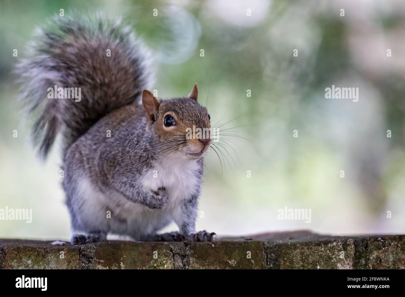 Primo piano di uno scoiattolo grigio che guarda la telecamera su parete con sfondo a fuoco morbido Foto Stock