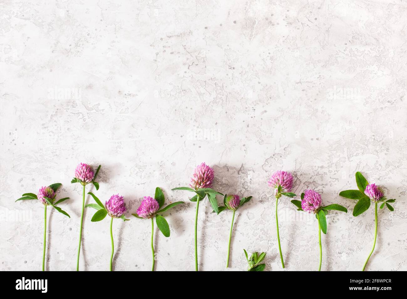 trifoglio fiori medici erbe, medicina alternativa stile di vita sano Foto Stock