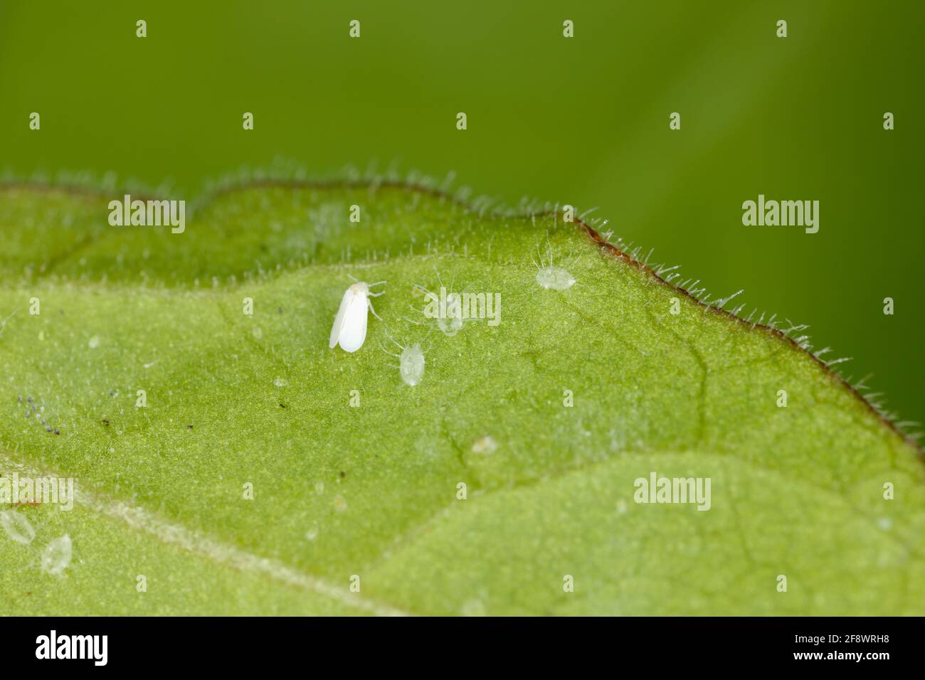 Il cotone whitefly (Bemisia tabaci) adulti e pupe su una foglia di cotone lato inferiore Foto Stock