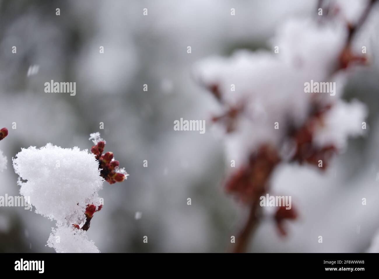 Fiocchi di neve e nevicate su fiori di albicocca in fiore bookeh Foto Stock