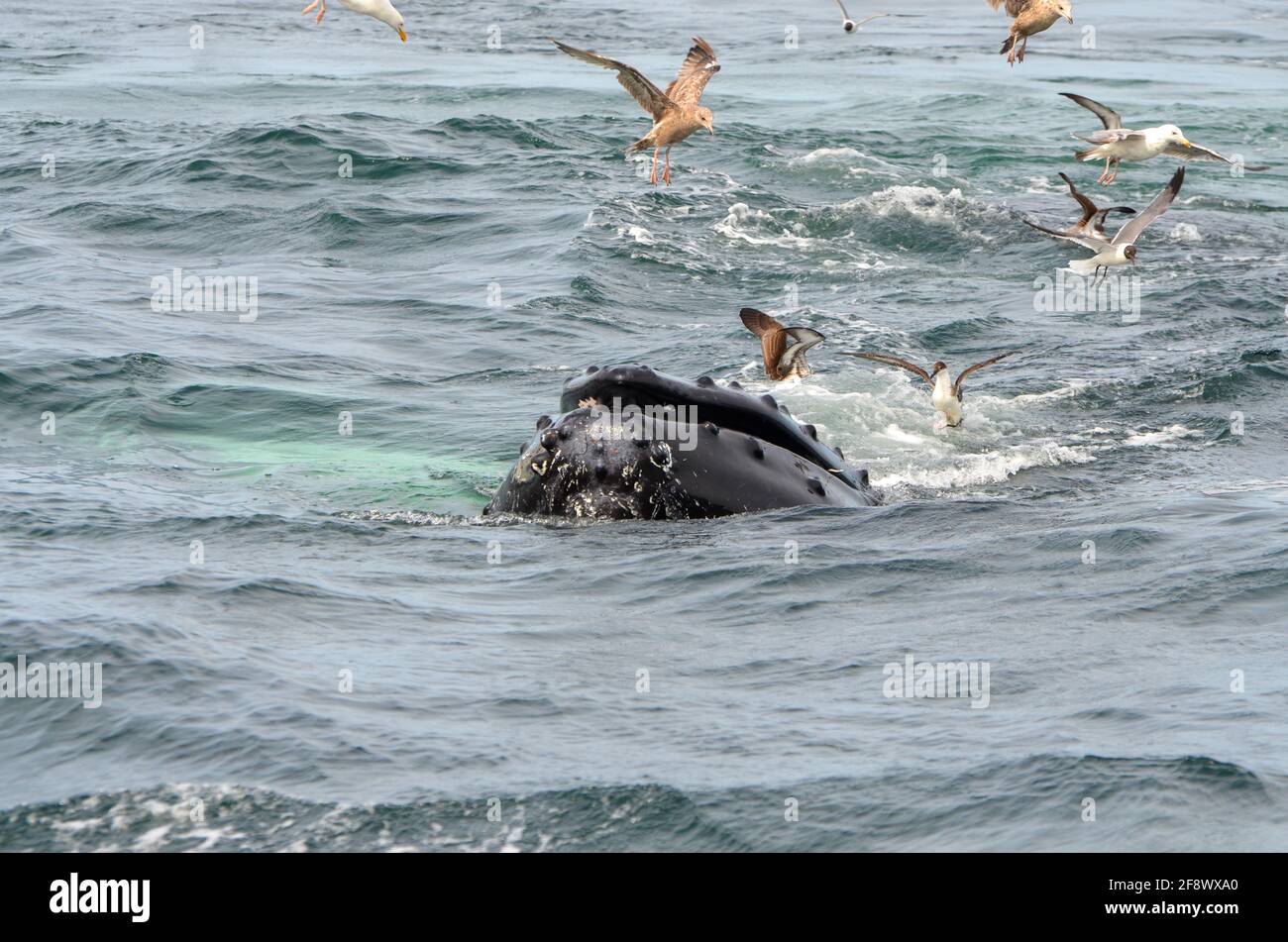 Il muso di una megattere sulla superficie dell'acqua Con alcuni gabbiani volanti nell'Oceano Atlantico Foto Stock