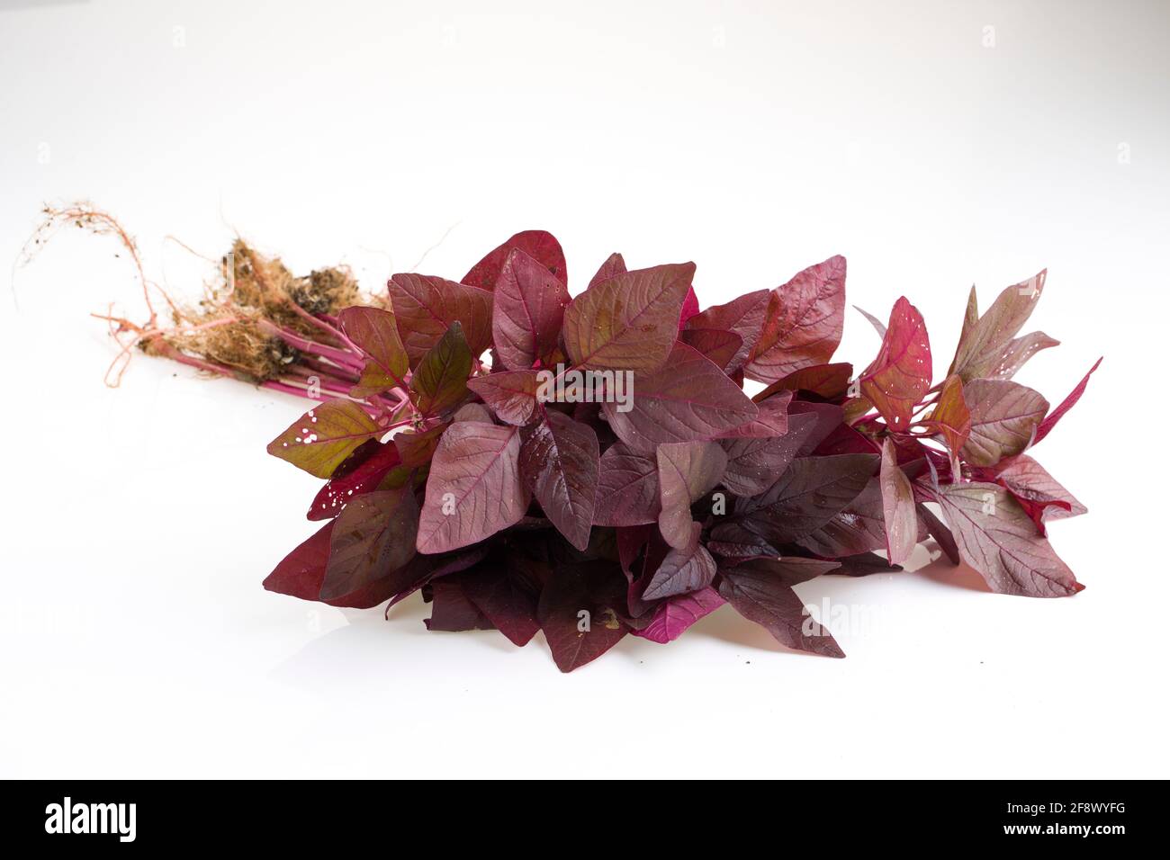 Spinach rosso o Amaranth rosso, un mazzo di amaranthus fresco fattoria disposto su uno sfondo bianco clolour Foto Stock