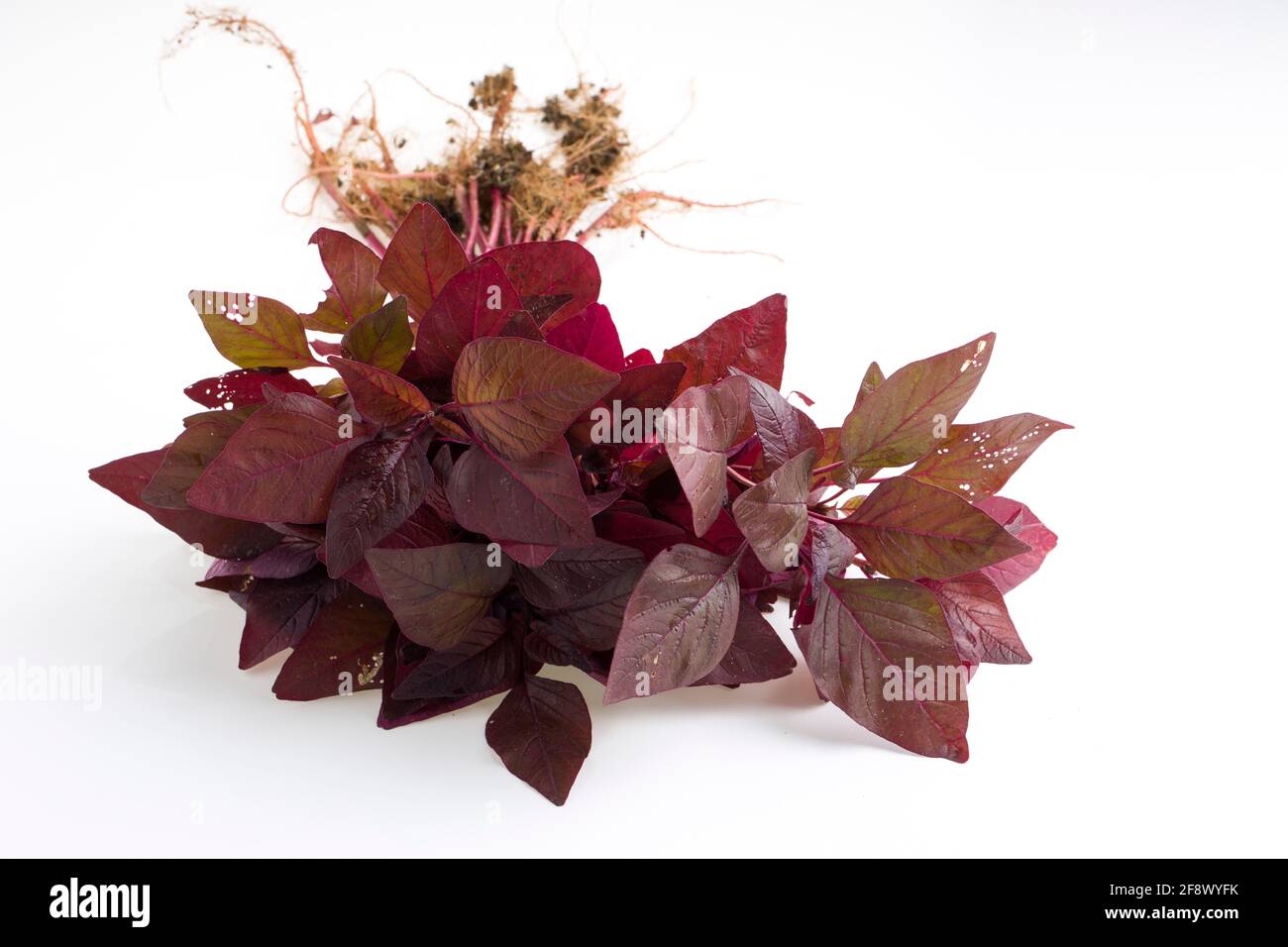 Spinach rosso o Amaranth rosso, un mazzo di amaranthus fresco fattoria disposto su uno sfondo bianco clolour Foto Stock