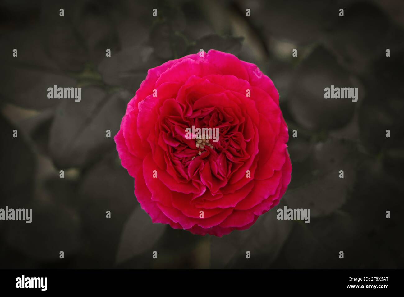 Ritocco di foto in stile vintage rosa rossa Foto Stock