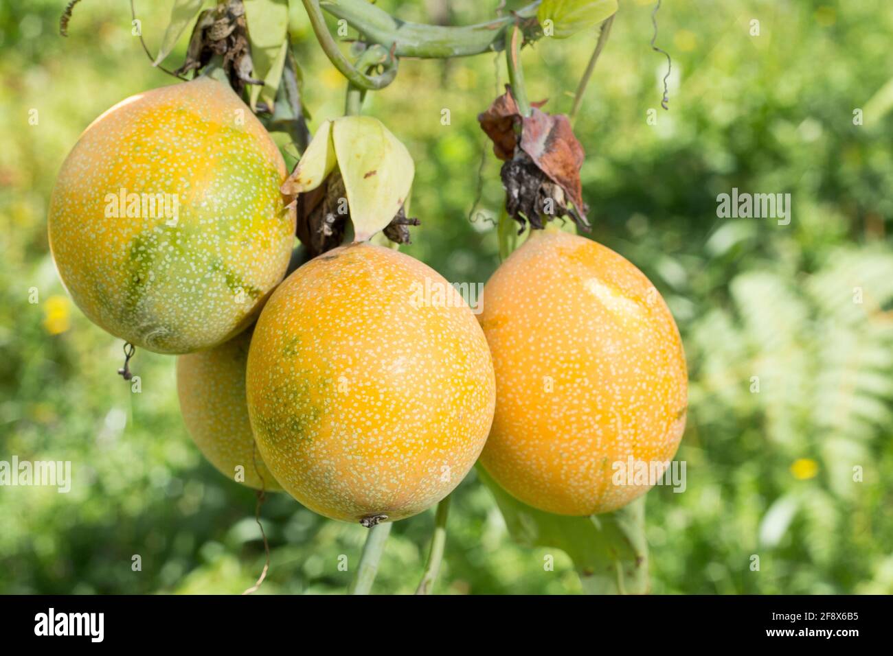 Granada fruit immagini e fotografie stock ad alta risoluzione - Alamy