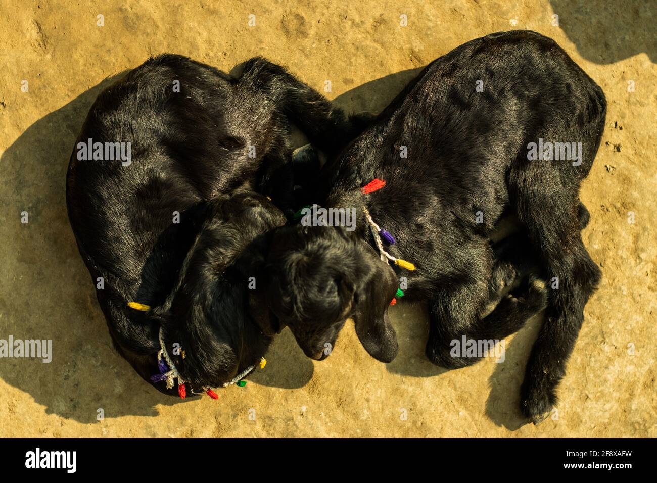 Due vitello nero di capra si siede e dorme nel cortile e si amano e si curano a vicenda Foto Stock
