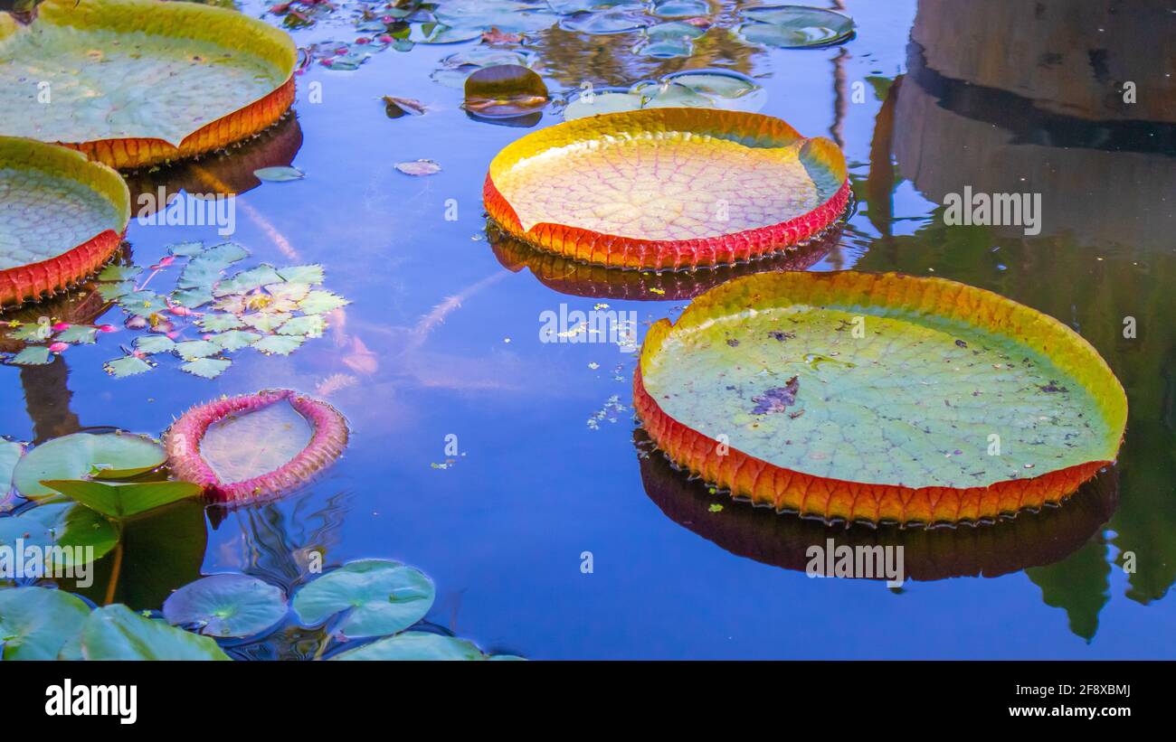 Stellenbosch University Botanical Garden, Città del Capo, Sud Africa 08-04-2021 grandi giglio colorato pads in un laghetto di giglio. Foto Stock