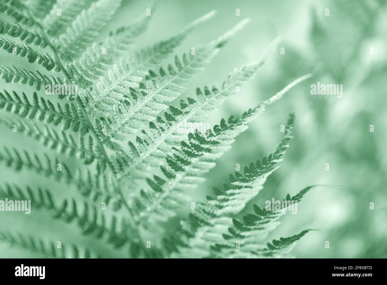 Foglia Fern che cresce in natura. Foglie e gambo di fogliame di felce nella foresta. Piante medicinali selvatiche perenni. Vegetazione stagionale. Foto Stock