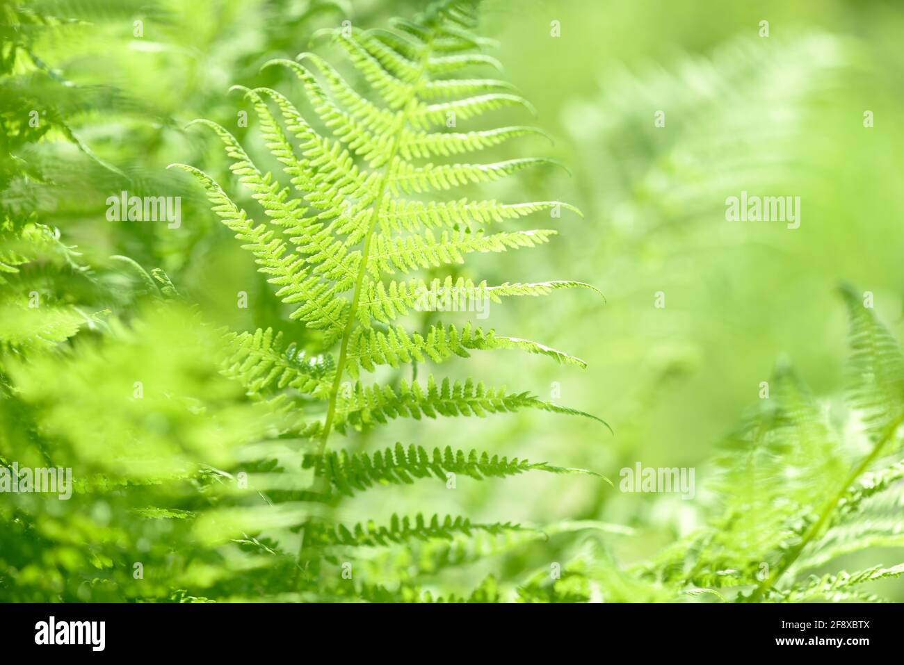 Foglia Fern che cresce in natura. Foglie e gambo di fogliame di felce nella foresta. Piante medicinali selvatiche perenni. Vegetazione stagionale. Foto Stock