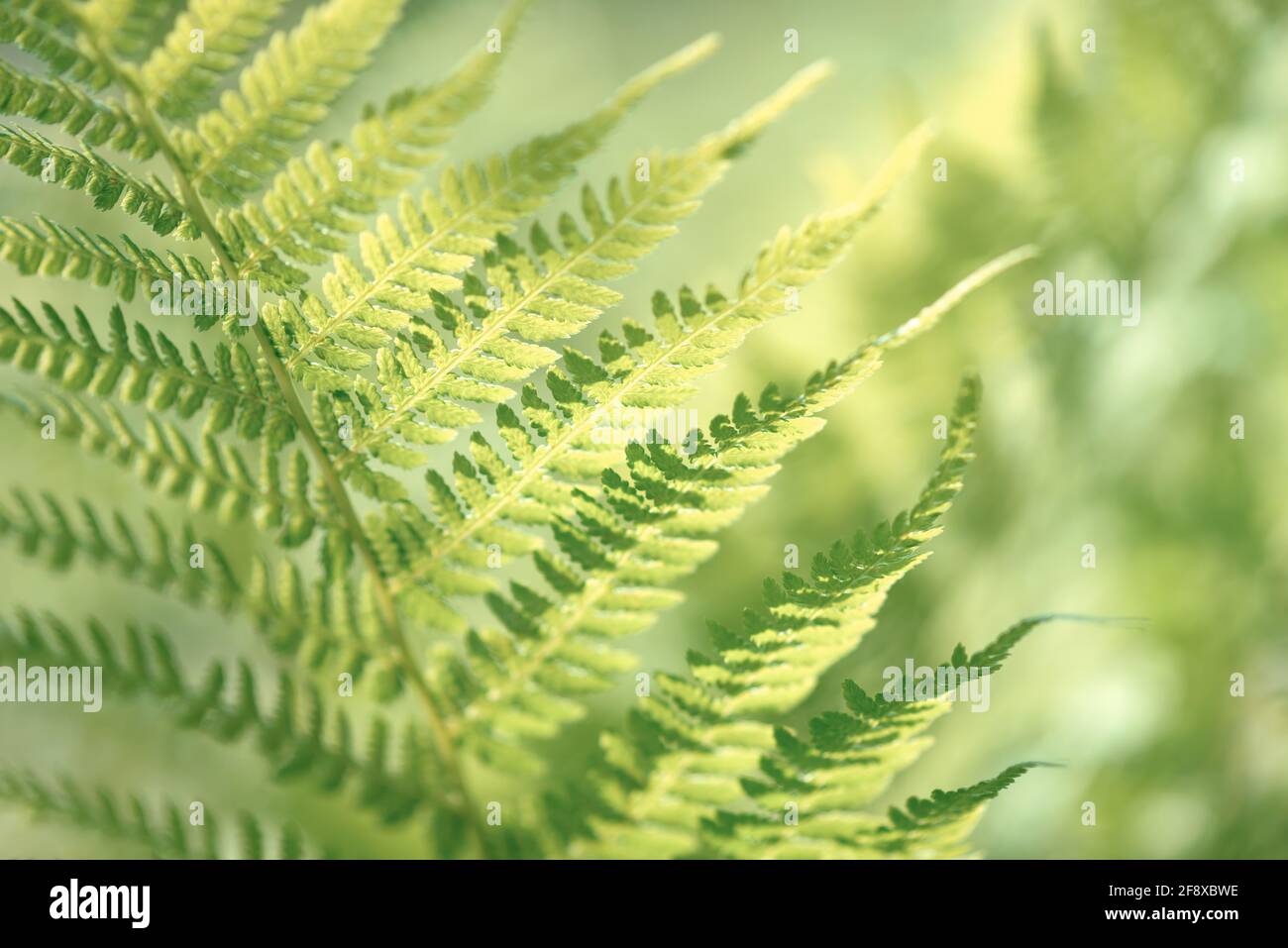 Foglia Fern che cresce in natura. Foglie e gambo di fogliame di felce nella foresta. Piante medicinali selvatiche perenni. Vegetazione stagionale. Foto Stock