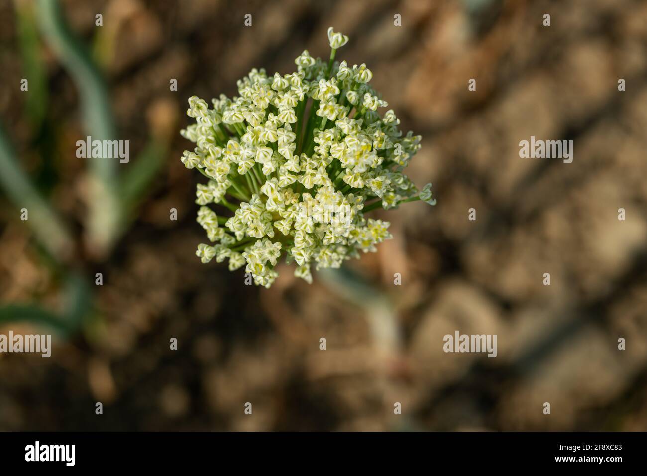 Una sola cipolla gigante è un fiore a bulbo semplicemente bello. Piantando, potando e cura assicurano una fioritura grande per la parte posteriore dei letti del fiore Foto Stock
