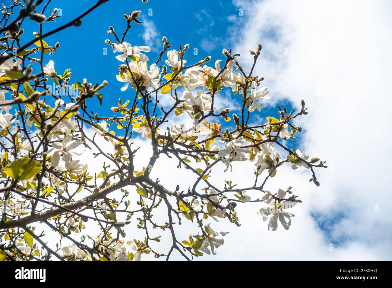 Guardando verso l'alto la fioritura bianca su un ramo di albero con un cielo blu con nuvole bianche oltre. Foto Stock