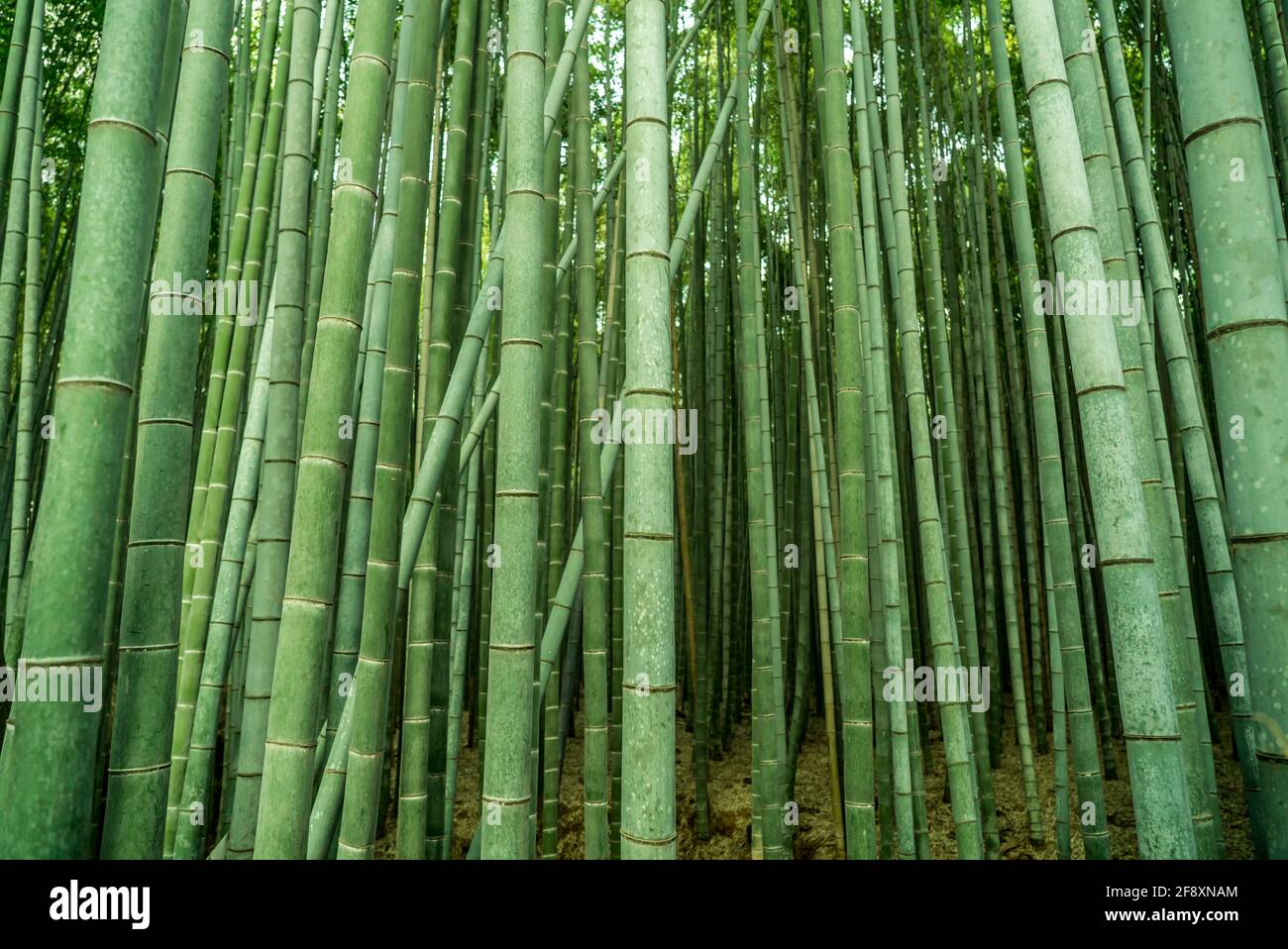 Foresta di bambù Arashiyama, Kyoto, Giappone. Verde boschetto di bambù alberi splendida foto di sfondo. Foto Stock