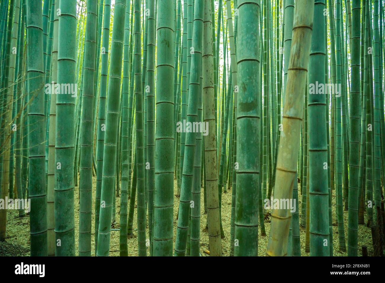 Foresta di bambù Arashiyama, Kyoto, Giappone. Verde boschetto di bambù alberi splendida foto di sfondo. Foto Stock