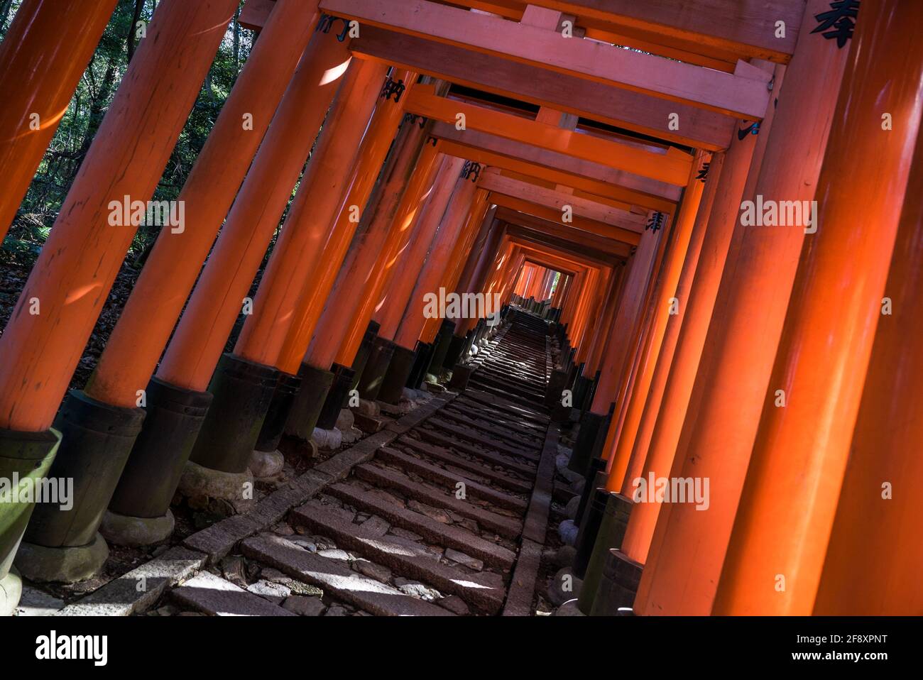Fushimi Inari Taisha, camminando attraverso migliaia di porte torii rosse nel santuario religioso giapponese Shinto, Fushimi-ku, Kyoto, Giappone. Foto Stock