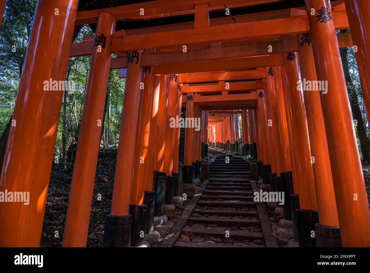Fushimi Inari Taisha, camminando attraverso migliaia di porte torii rosse nel santuario religioso giapponese Shinto, Fushimi-ku, Kyoto, Giappone. Foto Stock