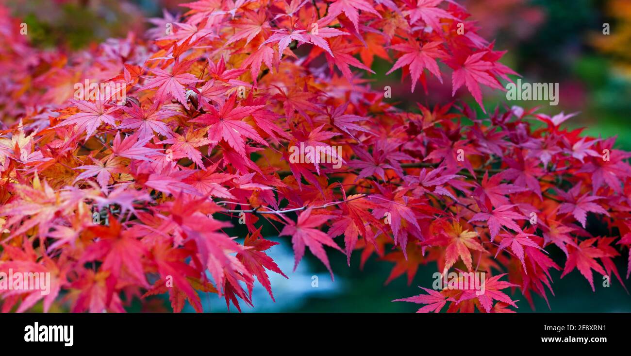 Foglie d'acero giapponesi di colore rosso autunnale, Tempio buddista Eikan-do, Kyoto, Giappone Foto Stock