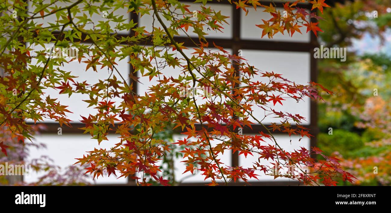 Foglie d'acero giapponesi in autunno contro il muro, Shinnyo-do tempio buddista, Kyoto, Giappone Foto Stock