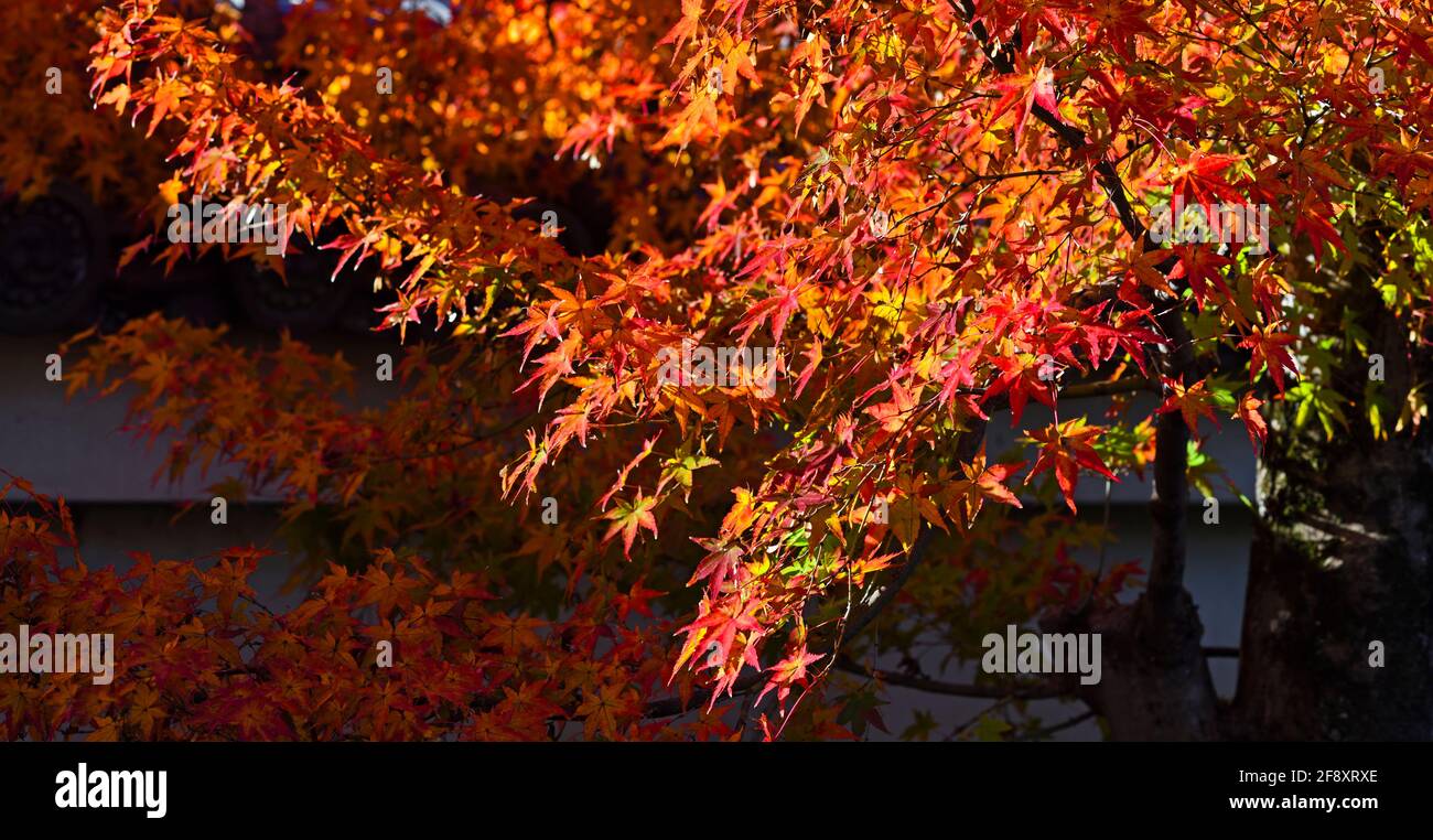 Foglie d'acero giapponesi di colore autunnale, tempio buddista di Shinnyo-do, Kyoto, Giappone Foto Stock